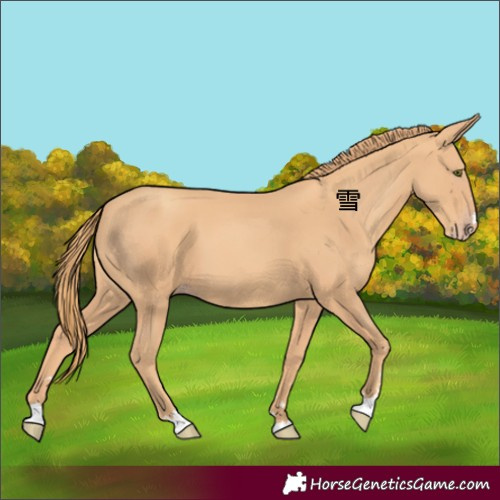 Horse Color:Gold Champagne 