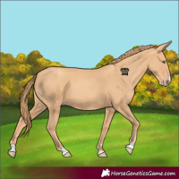 Horse Color:Gold Champagne 
