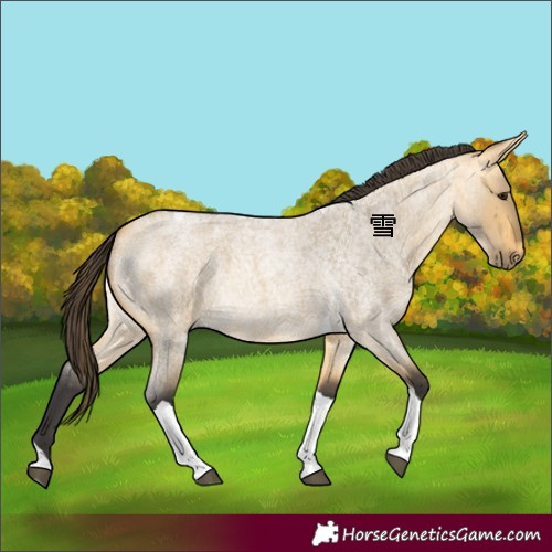 Horse Color:Buckskin Roan Dun Tobiano 