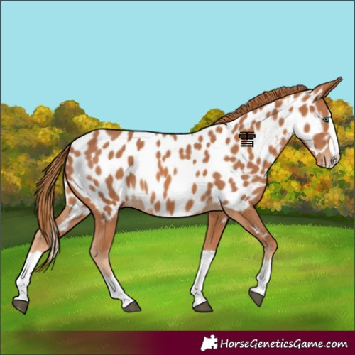 Horse Color:Chestnut Splash Appaloosa