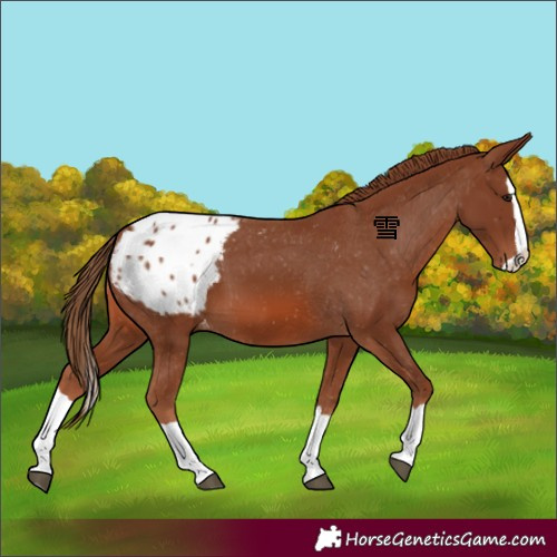 Horse Color:Chestnut Splash Appaloosa 