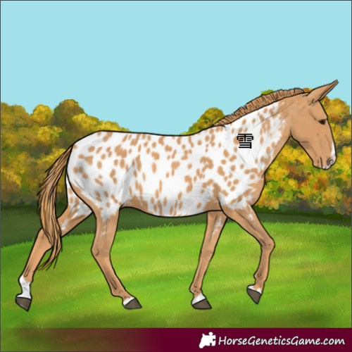 Horse Color:Chestnut Splash Appaloosa 