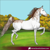 Horse Color:Red Dun Sabino Splash