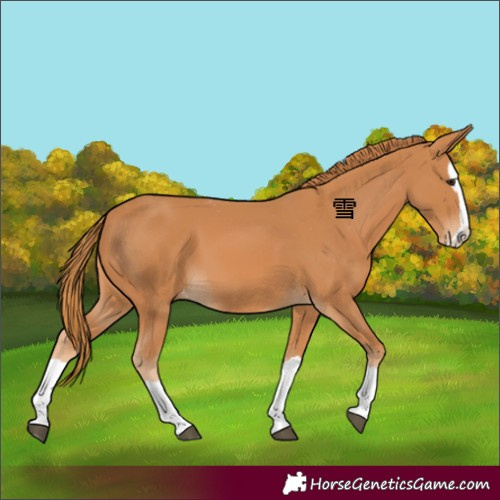 Horse Color:Chestnut Splash Appaloosa 
