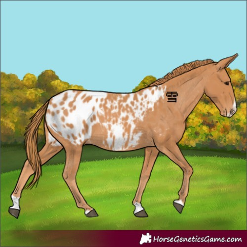 Horse Color:Chestnut Splash Appaloosa 
