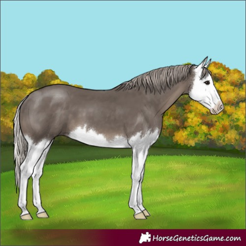 Horse Color:Silver Black Splash 