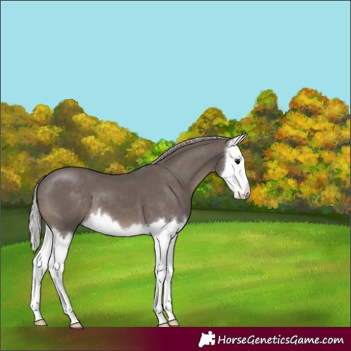 Horse Color:Silver Black Splash 