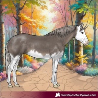 Horse Color:Silver Black Splash 