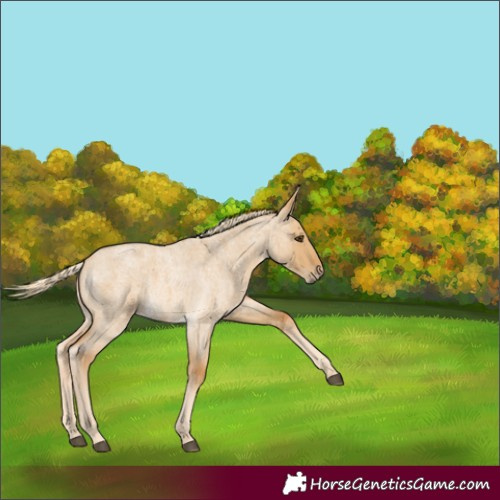 Horse Color:Palomino Roan Dun 