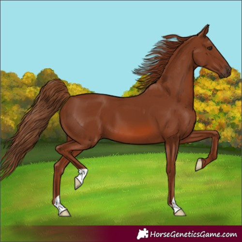 Horse Color:Chestnut 