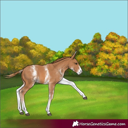 Horse Color:White Spotted Chestnut 