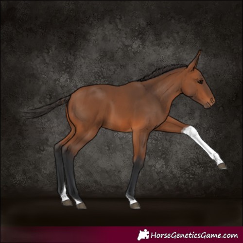 Horse Color:Bay Tobiano 