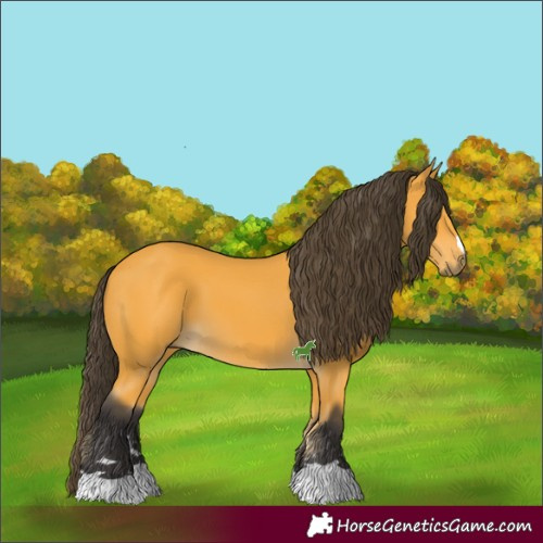 Horse Color:Buckskin 