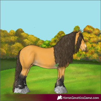 Horse Color:Buckskin 