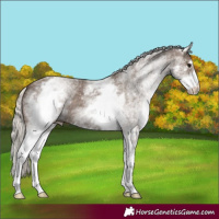 Horse Color:White Spotted Silver Black