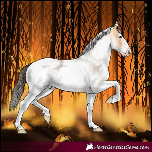 Horse Color:White Spotted Buckskin Roan Rabicano 