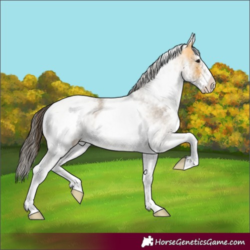 Horse Color:White Spotted Buckskin Roan Rabicano 