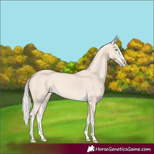 Horse Color:Cremello Splash 
