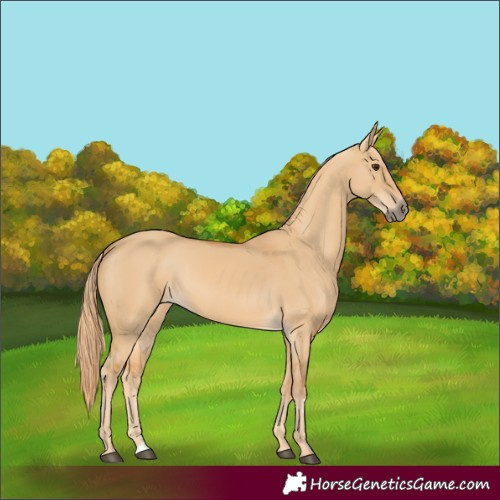 Horse Color:Red Dun 