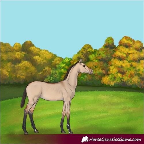 Horse Color:Bay Dun 