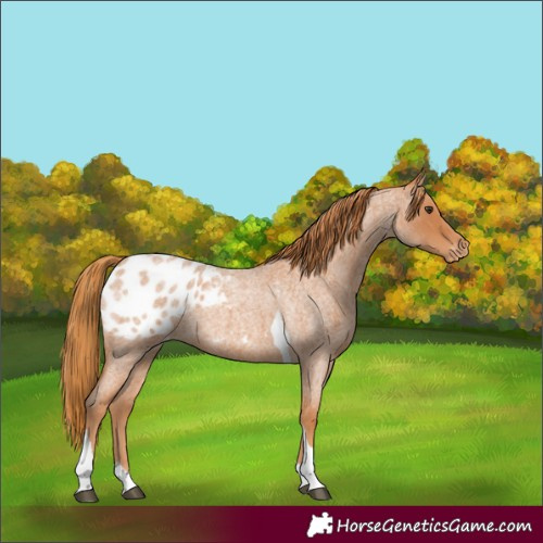 Horse Color:Red Roan Tobiano Appaloosa 