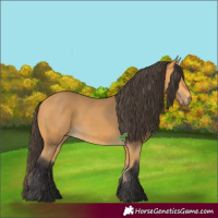 Horse Color:Buckskin