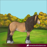Horse Color:Buckskin
