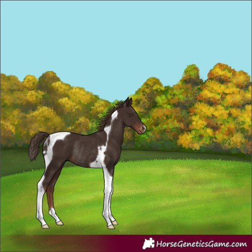 Horse Color:Liver Chestnut Tobiano Skewed Appaloosa Rabicano 