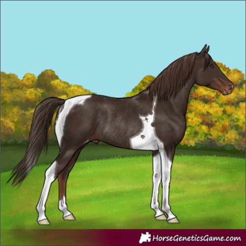 Horse Color:Liver Chestnut Tobiano Skewed Appaloosa Rabicano