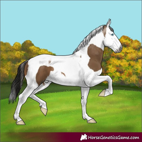 Horse Color:Gray Brown Dun Splash Tobiano 
