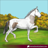 Horse Color:Gray Brown Dun Splash Tobiano