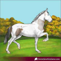 Horse Color:Gray Brown Dun Splash Tobiano 