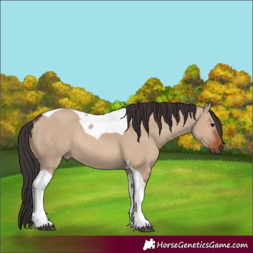 Horse Color:Brown Dun Tobiano Rabicano 