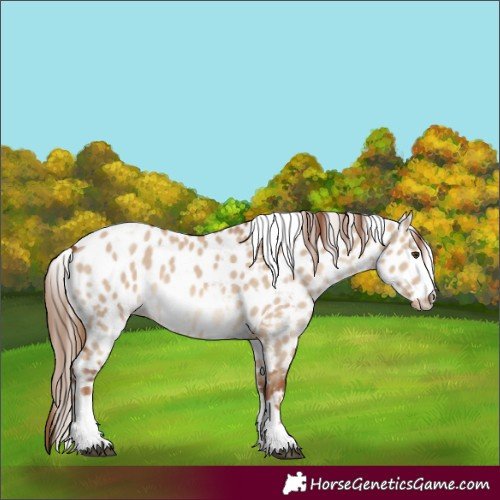 Horse Color:Red Dun Skewed Appaloosa 