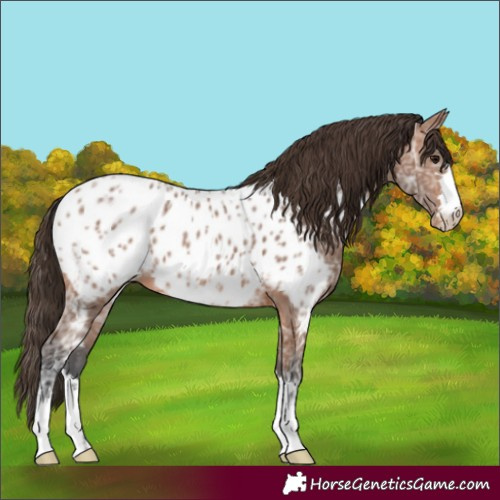 Horse Color:Bay Ice Appaloosa 