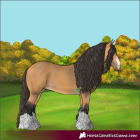 Horse Color:Buckskin 