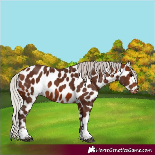 Horse Color:Silver Brown Tobiano Appaloosa 