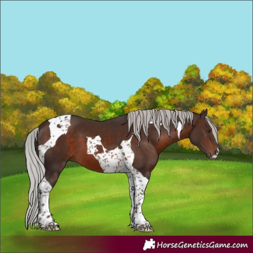 Horse Color:Silver Brown Mushroom Tobiano 
