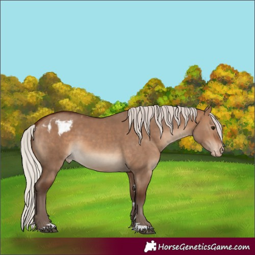 Horse Color:Silver Brown Dun Skewed Appaloosa 