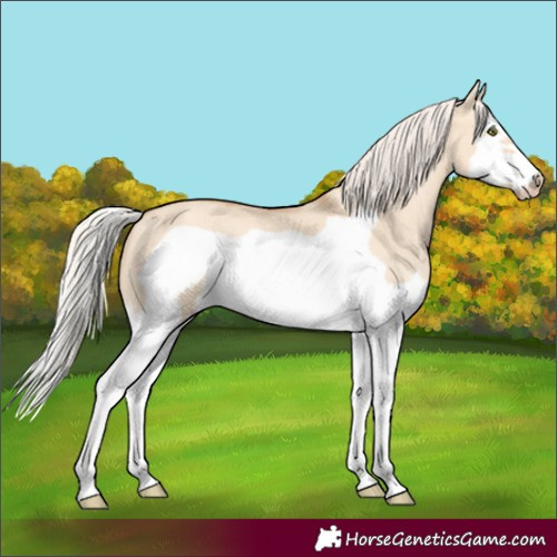 Horse Color:Silver Classic Champagne Dun Splash Frame 
