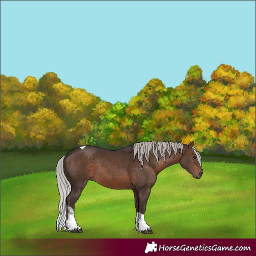 Horse Color:Silver Brown Tobiano 