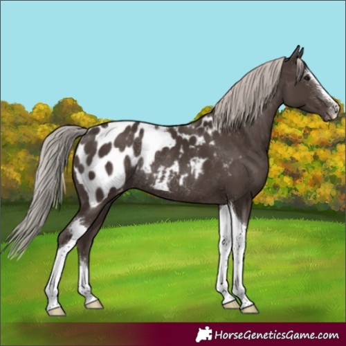 Horse Color:Silver Black Sabino Tobiano Appaloosa Rabicano