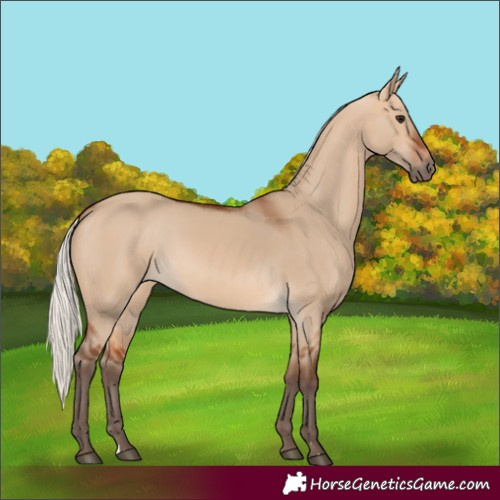 Horse Color:Silver Bay Dun 