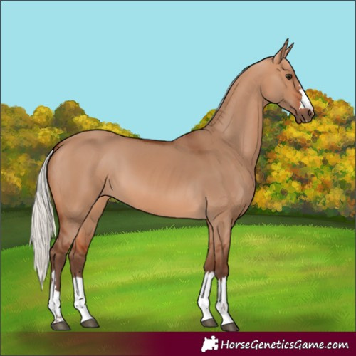 Horse Color:Silver Bay Dun