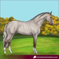 Horse Color:Silver Grullo Roan