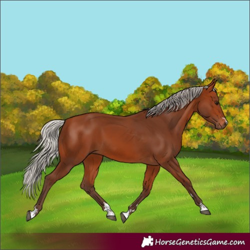 Horse Color:Silver Bay 
