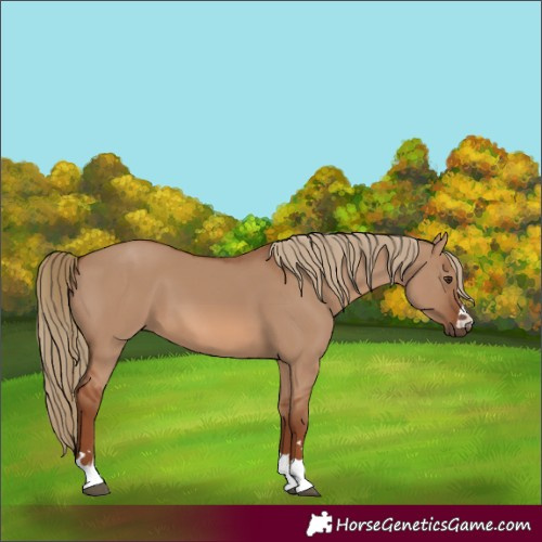 Horse Color:Unknown 