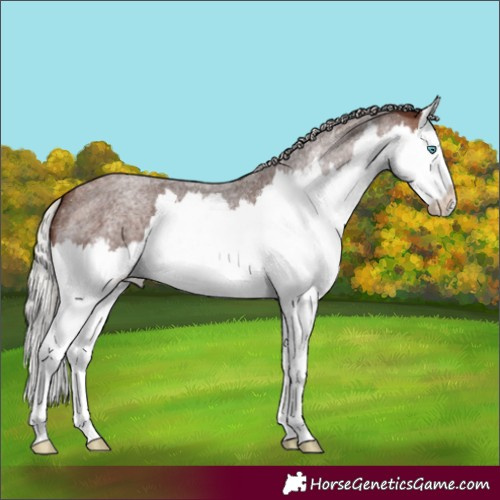 Horse Color:Silver Brown Roan Splash
