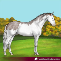Horse Color:Silver Brown Roan Splash 