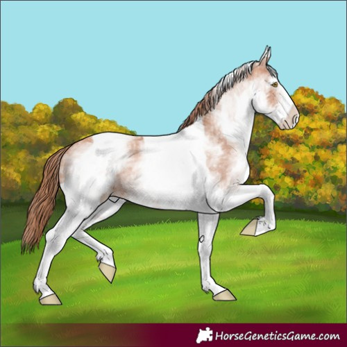 Horse Color:White Spotted Gold Champagne Ice Tobiano Rabicano